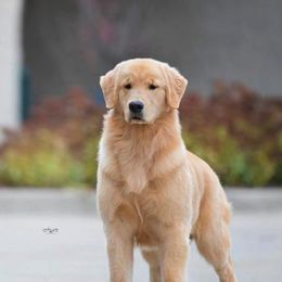 Golden Retrievers from Cynthia's Golden Retrievers