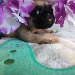 Jackson - Fawn male Pug puppy in Blountsville, Alabama from Rock Springs Pugs