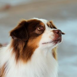 Ero - Miniature American Shepherd