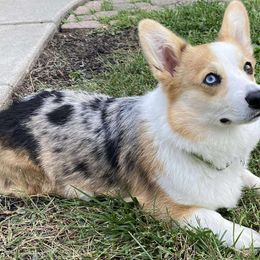 Katara - Blue merle and white female American Corgi puppy in Dunbar, Nebraska from Nightstreak Corgis