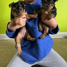 Rottweiler and Yorkshire Terrier Puppies from Superior Family Kennels