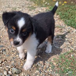 Lottie - Black tri female Miniature Australian Shepherd puppy in Fairview, South Dakota from Dakota Toy Aussies
