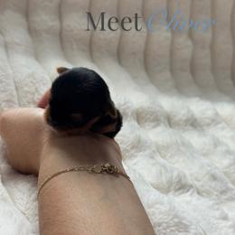 Oliver - Black and tan male Yorkshire Terrier puppy in Georgia from Yorkie Manor Country Club