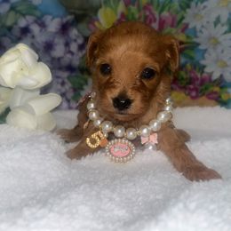 Girl 1 - Red female Cavapoo puppy in Savannah, Georgia from Hollywood Furbabies LLC