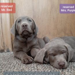 Dilute Retrievers and Labrador Retrievers from Douglas Dog Haus