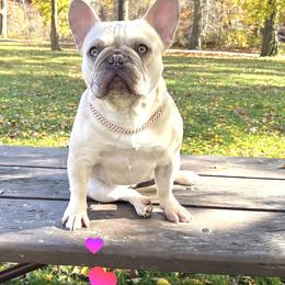Rora - French Bulldog