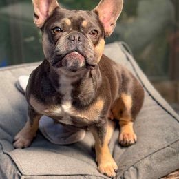 Peanut - French Bulldog