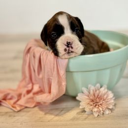 Panda - Brindle Boxer puppy in Grove City, Ohio from Krieger Family Boxers