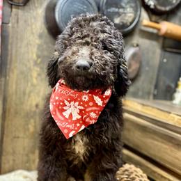Novalee Nation - Tri-color female Bernedoodle puppy in Lookout, California from Remington Kennels, LLC