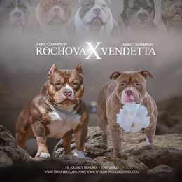 Vendetta - American Bully