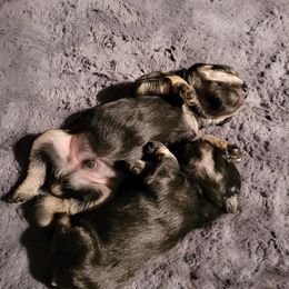 Miniature Schnauzers from Circle Lawn Kennel