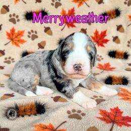 Merryweather - Blue merle female Bernedoodle puppy in Banner Elk, North Carolina from Walnut Tree Bernedoodles