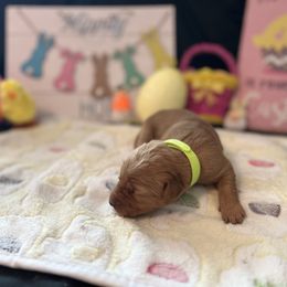 Golden Retriever Puppies from Sunshine Mountain Retrievers