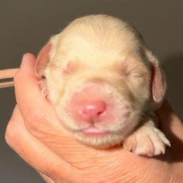 Light Pink Collar - Apricot female Goldendoodle puppy in Ringgold, Georgia from Sweet B’s Goldendoodles