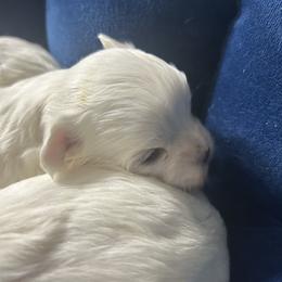 Grace - White female Maltese puppy in Coats, North Carolina from Angie's Puppies