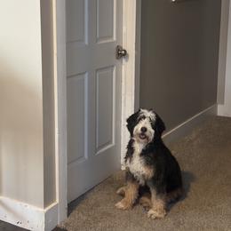 Bernedoodle and Bernese Mountain Dog Puppies from A + E Farms
