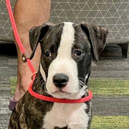 George Washington - Black brindle male American Staffordshire Terrier puppy in Bastrop County, Texas from Ironheart American Staffordshire Terriers