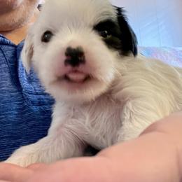 Chinese Crested Puppies from Kelly Hair