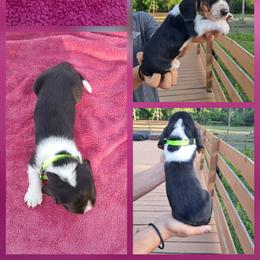 Boy 4 - male Basset Hound puppy in Bunnell, Florida from The Rocks Bassets