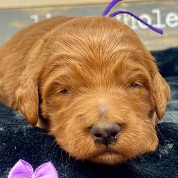 Purple Female - Apricot female Goldendoodle puppy in Great Falls, Montana from Montana Goldendoodles