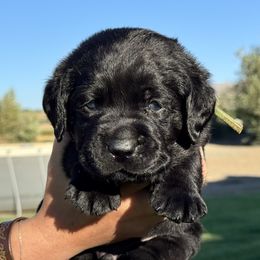 Green collar - Black male Labrador Retriever puppy in Ellensburg, Washington from Lost Spring Retrievers