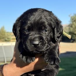 Green collar - Black male Labrador Retriever puppy in Ellensburg, Washington from Lost Spring Retrievers