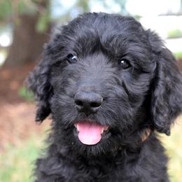 Indy - Goldendoodle