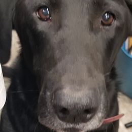 Labrador Retrievers from Tenacular | Dognacular