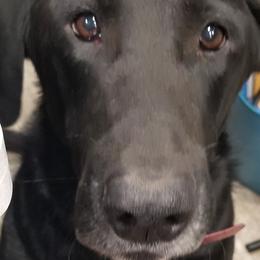 Labrador Retrievers from Tenacular | Dognacular