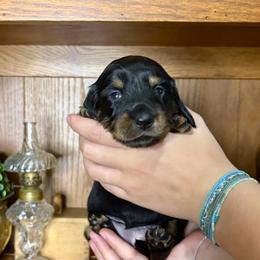 AKC black and tan female - Black and tan female Dachshund puppy in Ozark, Alabama from Honey Hill Dachshunds