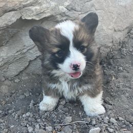 Pembroke Welsh Corgi Puppies from Nielsen's Straight Arrow Corgis