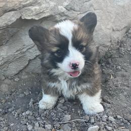 Pembroke Welsh Corgi Puppies from Nielsen's Straight Arrow Corgis