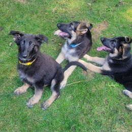 German Shepherd Puppies from Witmer Shepherds