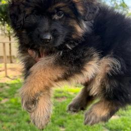 Female 1 - Black and red female German Shepherd puppy in Hamilton, New Jersey from Birch Haus