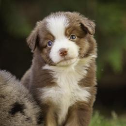 Shelby - Red female Miniature American Shepherd puppy in Franklinville, North Carolina from Fine Hill Miniature Americans