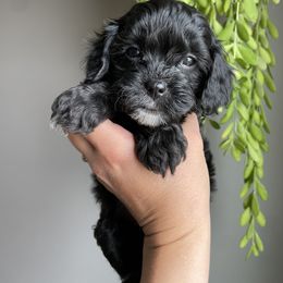 Eddy - Black and white Cavapoo puppy in Moses Lake, Washington from The Cav Family