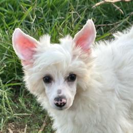 Finch - White male Chinese Crested puppy in New Windsor, Maryland from Ambush Kennel