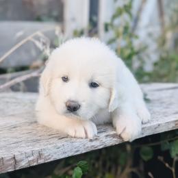 Baby Blue - White female Great Pyrenees puppy in Yakima, Washington from Naches Heights Ranch