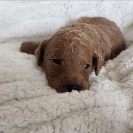 Black - Red  male Goldendoodle puppy in Cumming, Georgia from Chattahoochee Kennels