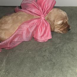 Lucy - Apricot female Aussiedoodle puppy in Cumberland, Rhode Island from W Doodle Crew