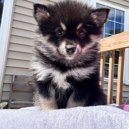 Yunara - Tri-color female Pomsky puppy in Boonville, Indiana from Elysian Pomskies