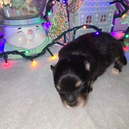 Pumpkin - Black and tan male Pomeranian puppy in Buckeye, Arizona from BL Poms Heaven