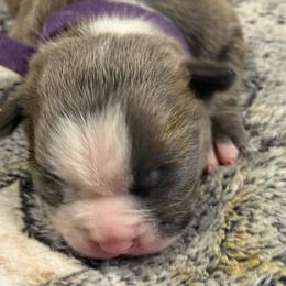 Dushi - Blue female Boston Terrier puppy in Monroe, Washington from Nordkyn Boston Terriers
