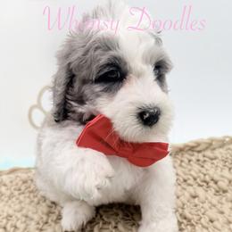 Apollo - Blue merle male Bernedoodle puppy in Omaha, Nebraska from Whimsy Doodles