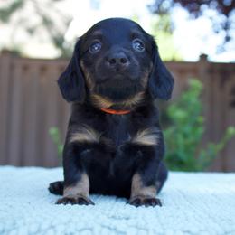 Bronco - Black and tan male Dachshund puppy in Mapleton, Utah from Utah County Dachshunds