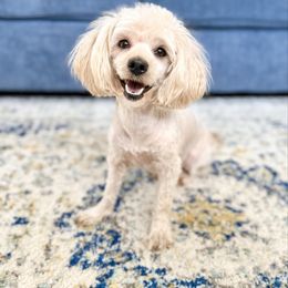 Ella - Poodle