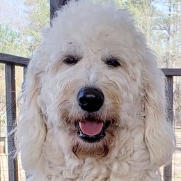 Gracie - Goldendoodle