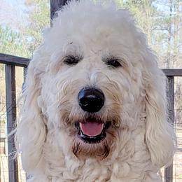 Gracie - Goldendoodle