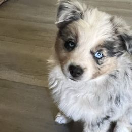 Mia-Teal - Blue merle Australian Shepherd puppy in Guthrie, Oklahoma from Robertson’s Aussies
