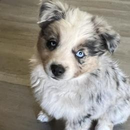 Mia-Teal - Blue merle Australian Shepherd puppy in Guthrie, Oklahoma from Robertson’s Aussies